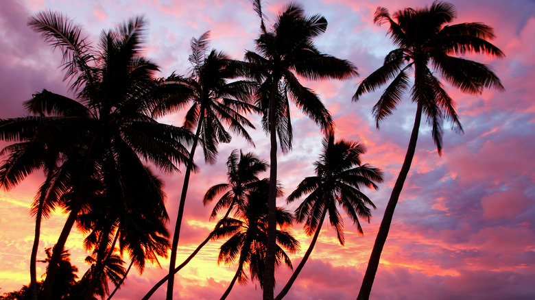 colorful sunset on Ofu island with silhouetted palm trees