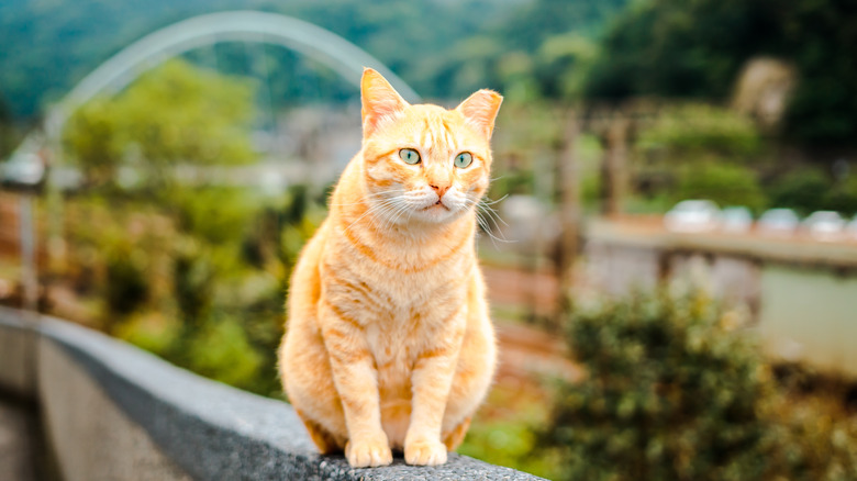 Orange cat in Houtong, Taiwan