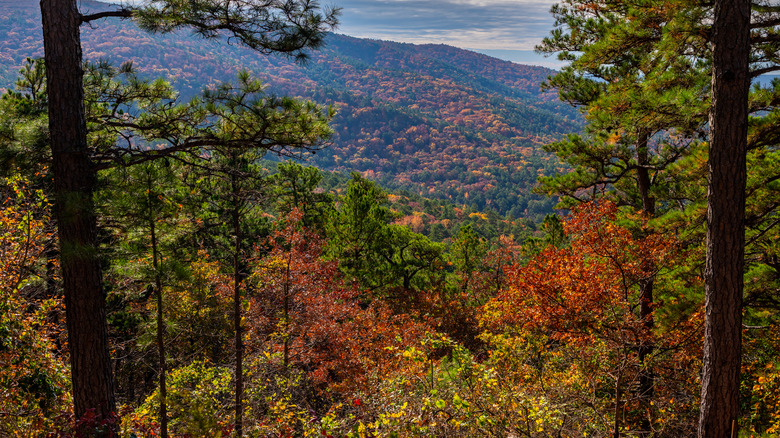 Trees with tree-covered hills in background
