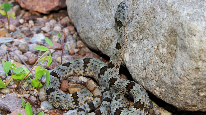a rattlesnake sheltering by a rock