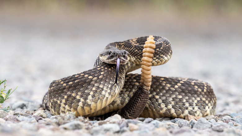 a rattlesnake in a coil ready to strike