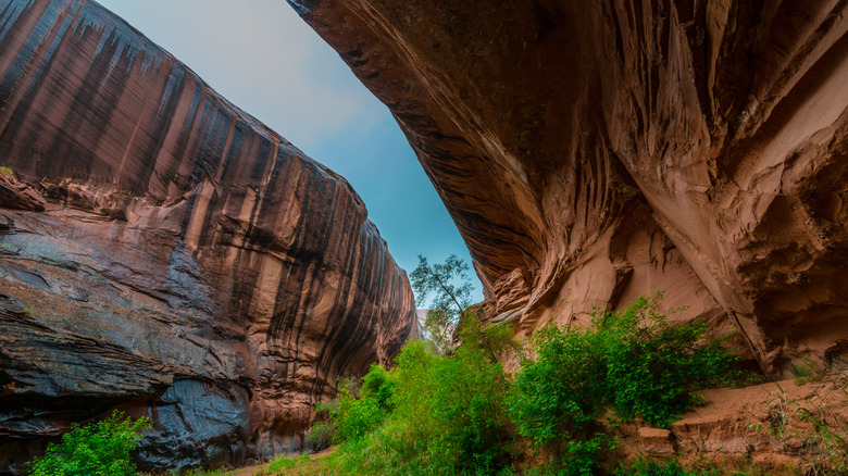 High-painted walls and green bushes in canyon