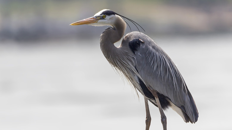 Great Blue Heron in the water