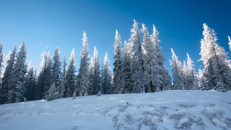 Icy trees on Monarch Mountain