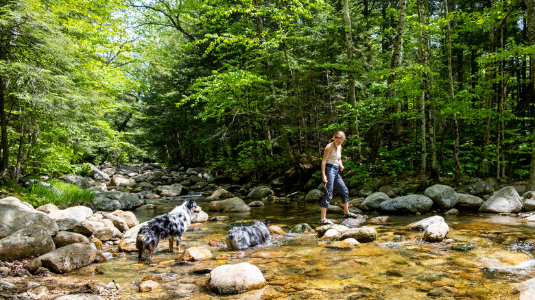 A woman and her dog hiking in the woods and walking through a shallow river bed
