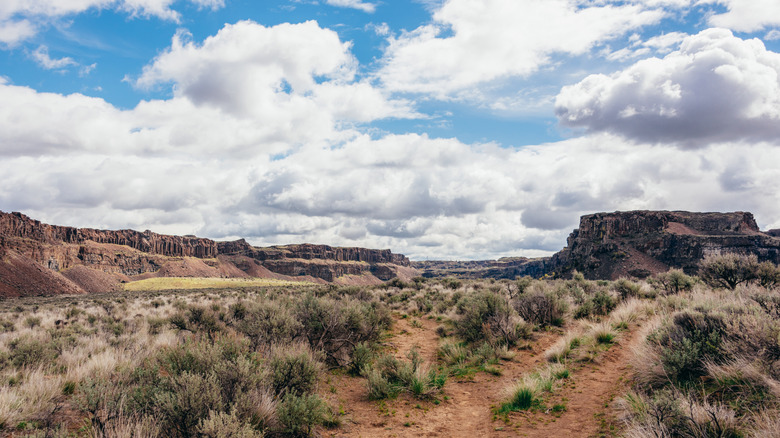 trail through desert with sagebrush and basalt cliffs