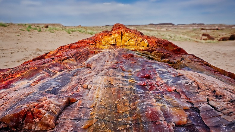 Beautiful colors on petrified wood