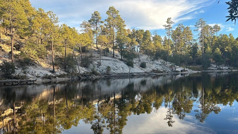 pine trees surrounding lake