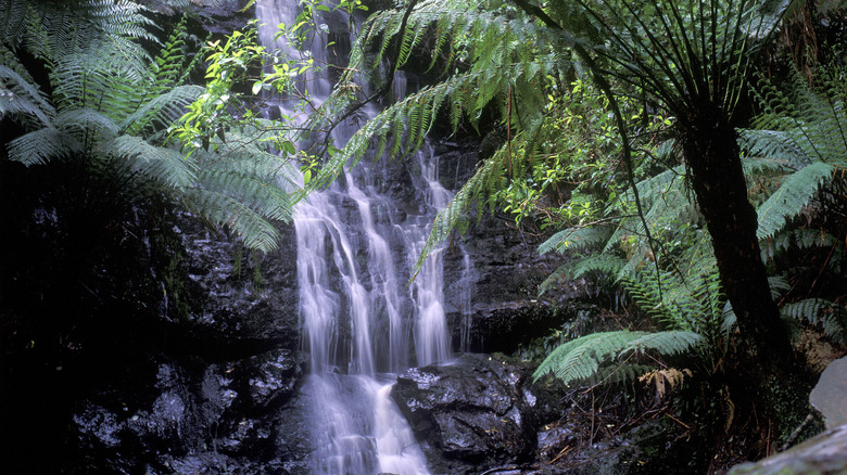 Tarra-Bulga National Park, Australia