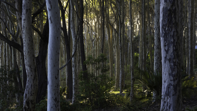 Sunlight shining through a eucalyptus forest.