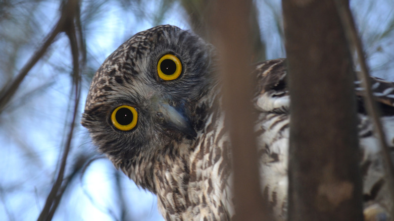 Australia's powerful owl looking out through its big yellow eyes from the trees.