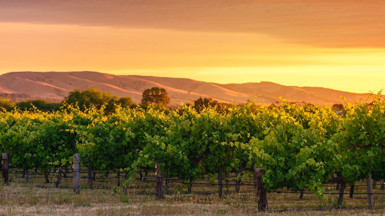 McLaren Vale winery at sunset