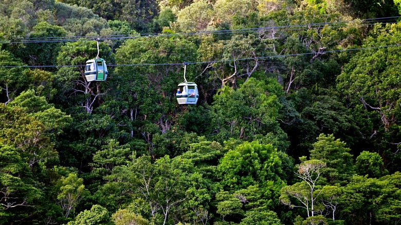 Gondola cars in the rainforest