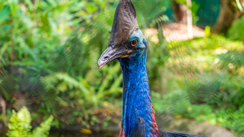 the blue head and neck of a cassowary