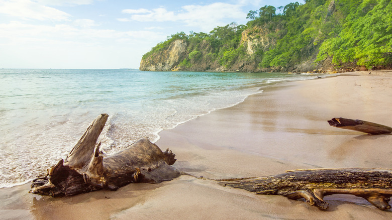 Driftwood on Costa Rica beach with green jungle in distance