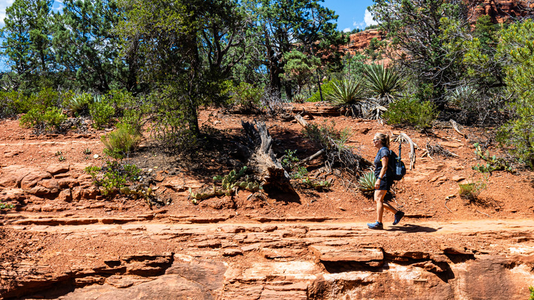 hiker on the soldier pass trail, Coconino National Forest