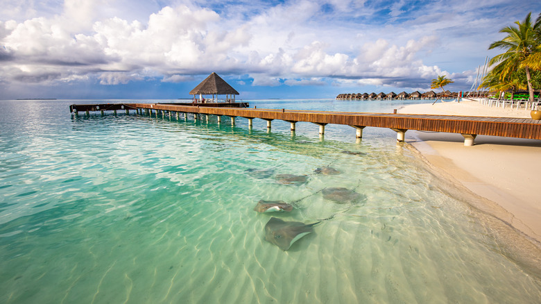people and stingrays in Bahamas