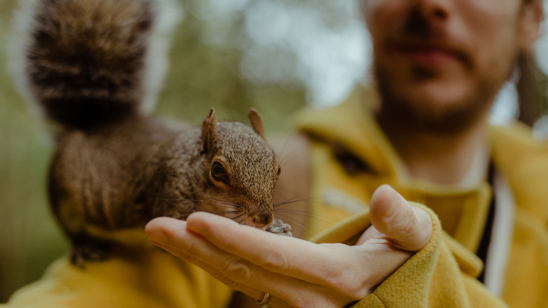 Man feeding squirrel