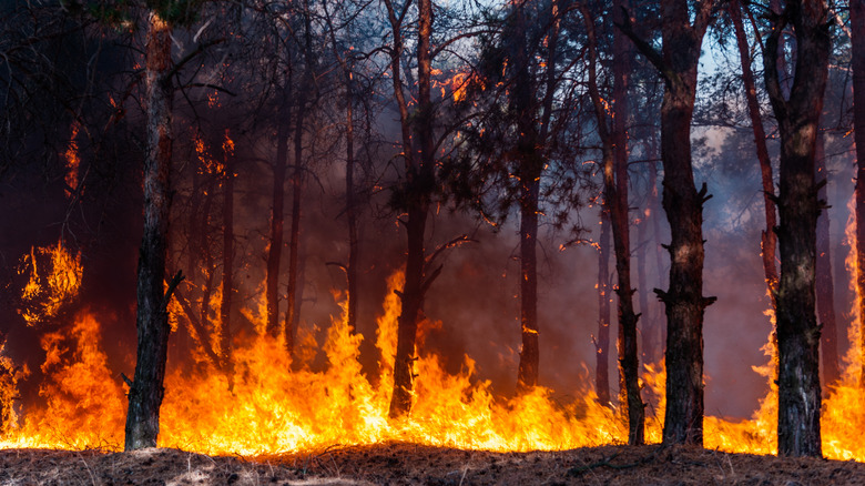 A raging forest fire