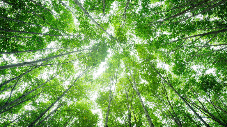 Bottom-up view of a forest.