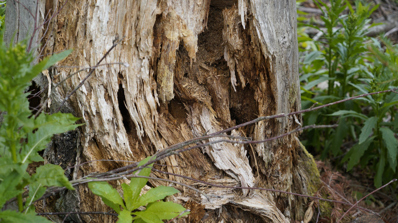 A tree rotting in the woods.