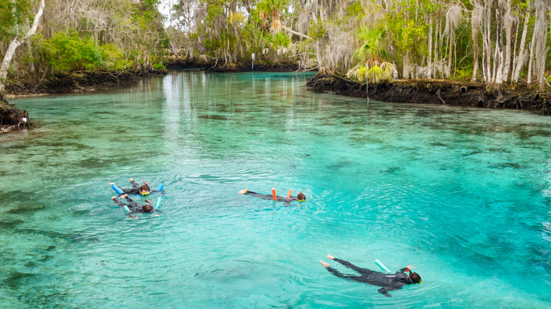 Swimmers snorkle in Crystal River in hopes of seeing a manatee
