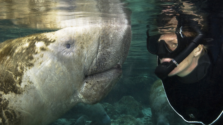 Snorkeler comes face-to-face with a manatee