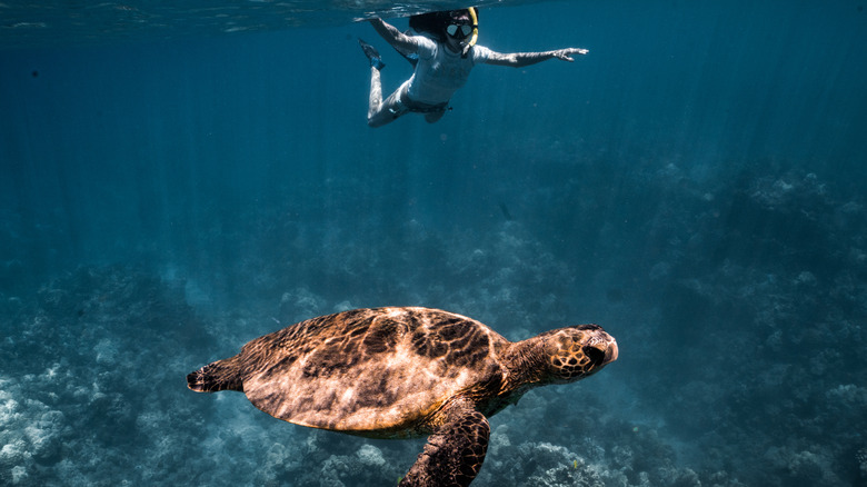 Lanai Snorkeling, Sea Turtle
