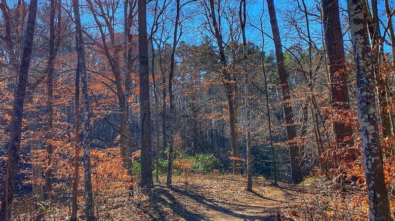 trail and trees in autumn