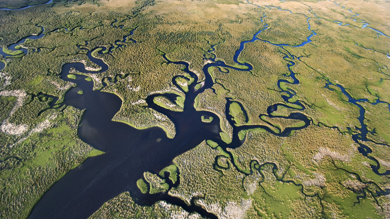 everglades aerial view
