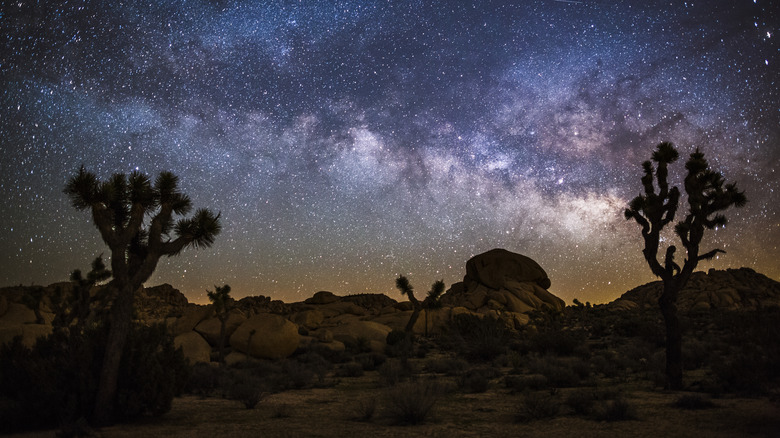joshua tree at night 