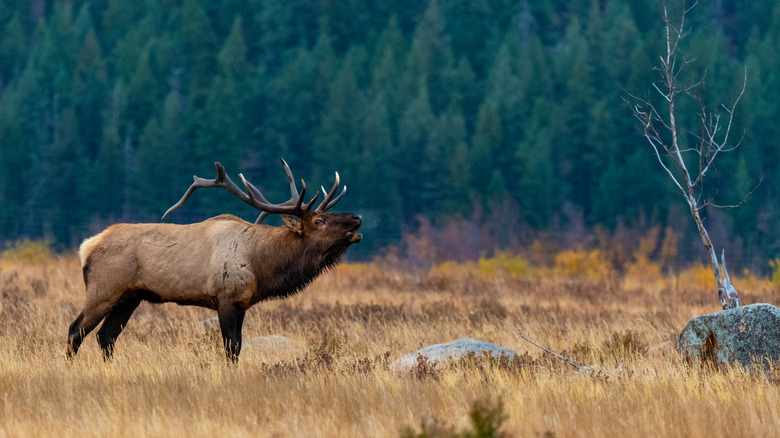 elk in rut 