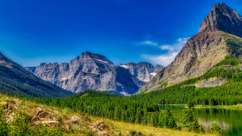 Glaciers overlooking forests