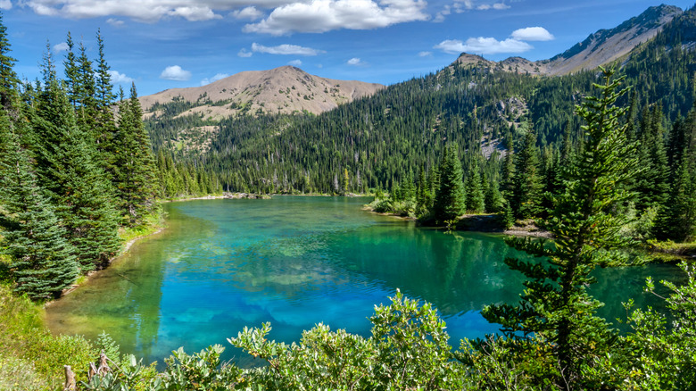 Lake surrounded by pine trees