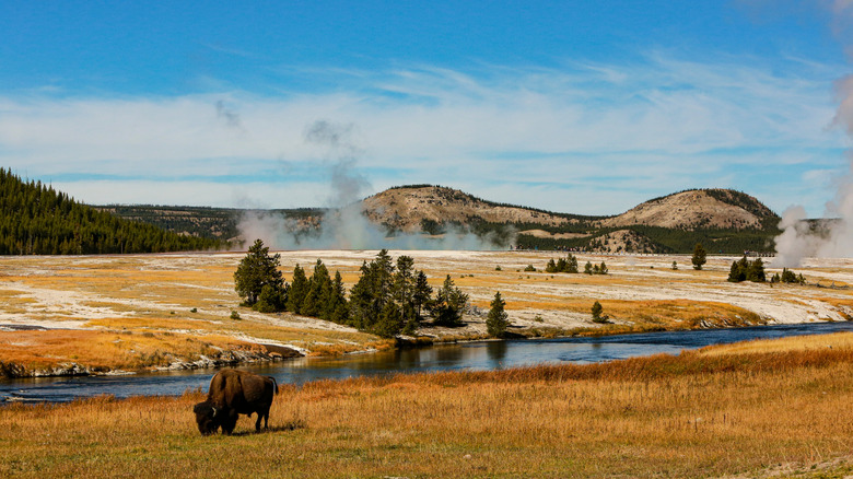 Buffalo grazing in Yellowstone National Park