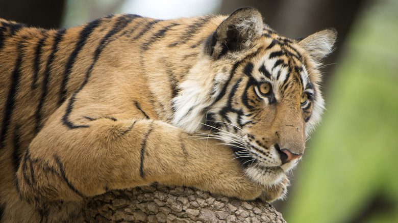 Tigers on safari