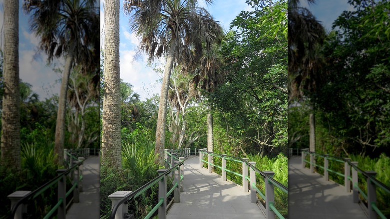 Boardwalk through the trees at Bailey Homestead Preserve on Sanibel Island