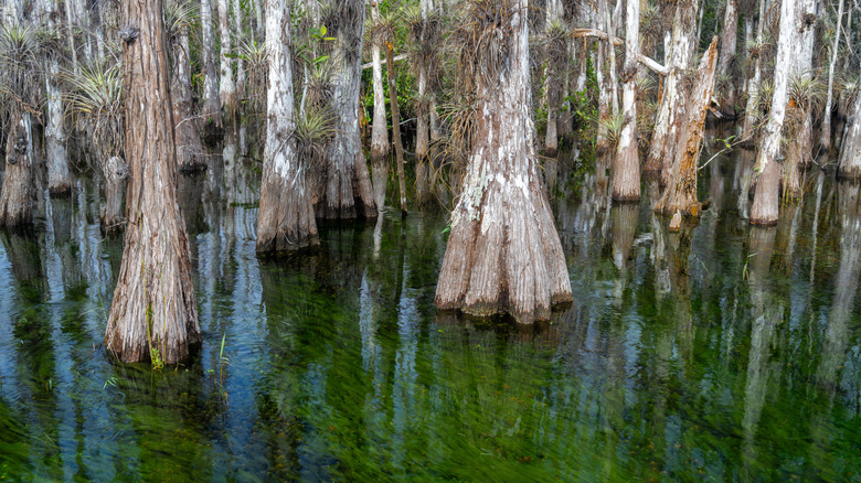 Cypress knees rising from water in Big Cypress National Preserve