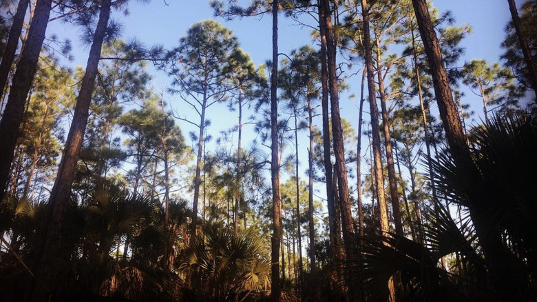 Pine trees at CREW Land and Water Trust in Estero, Florida