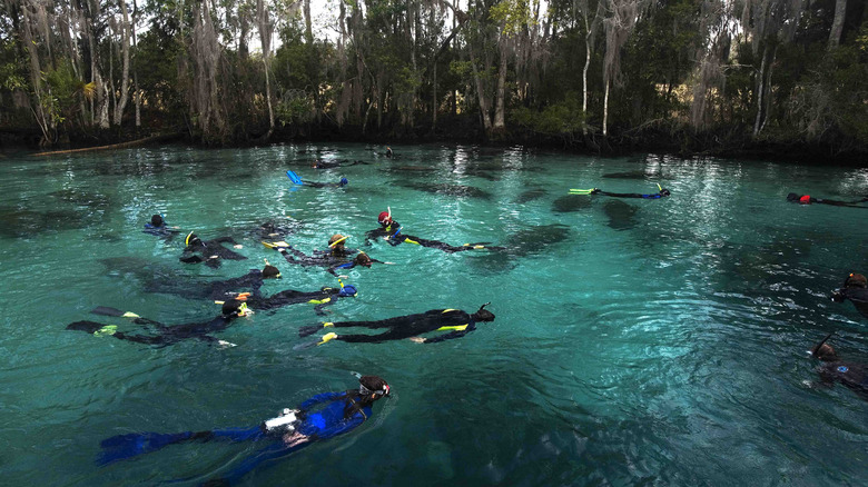 Divers swimming with manatees at Three Sisters Springs in Florida