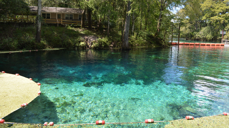 Fanning Springs State Park swimming area