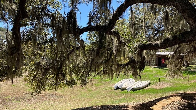 Canoes on grass with spanish moss hanging from trees