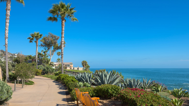 Paved walking path with wooden bench and plants and palm trees overlooking the Pacific ocean