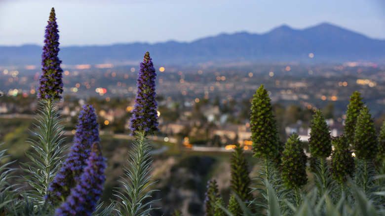 Close up of purple flowering plants with cityscape and mountains in the background