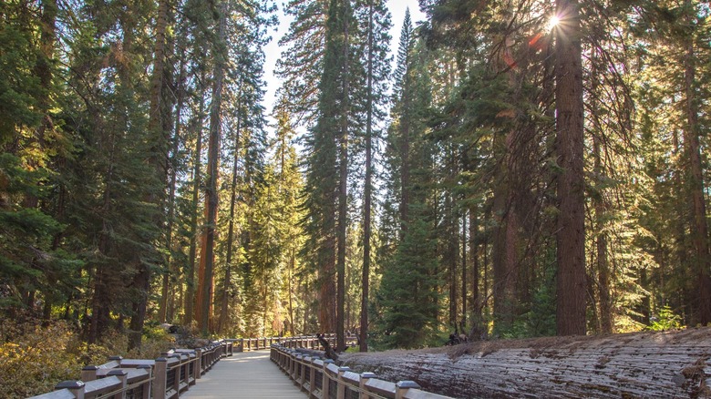 boardwalk through forest of giant trees in Mariposa Grove of Giant Sequoias in Yosemite National Park