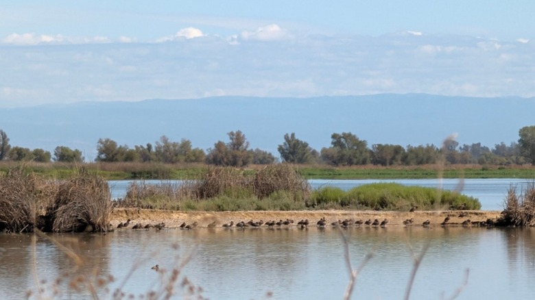 Birds at the edge of a lake surrounded by trees in Sacramento National Wildlife Refuge in California