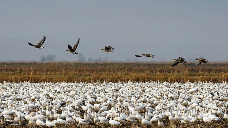 Thousands of migratory geese at Sacramento National Wildlife Refuge near Willows, California