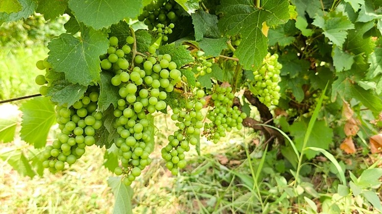 grapes growing on a vine within a vineyard in Ramona