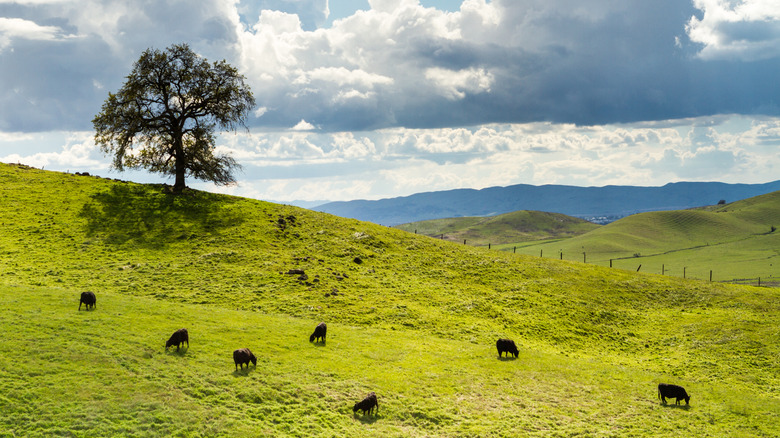 Cows grazing on a hill in vacaville