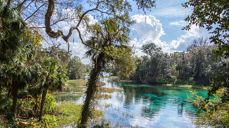 Trees surrounding the clear, green water of Rainbow Springs